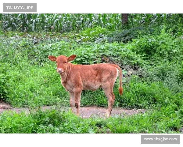 初生牛犊不怕虎 廖世绪的战斗风格赢得对手高度评价 初生牛犊不怕虎 廖世绪的战斗风格赢得对手高度评价